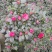 比利时杜鹃花盆栽四季开花不断室内外观花绿植易活