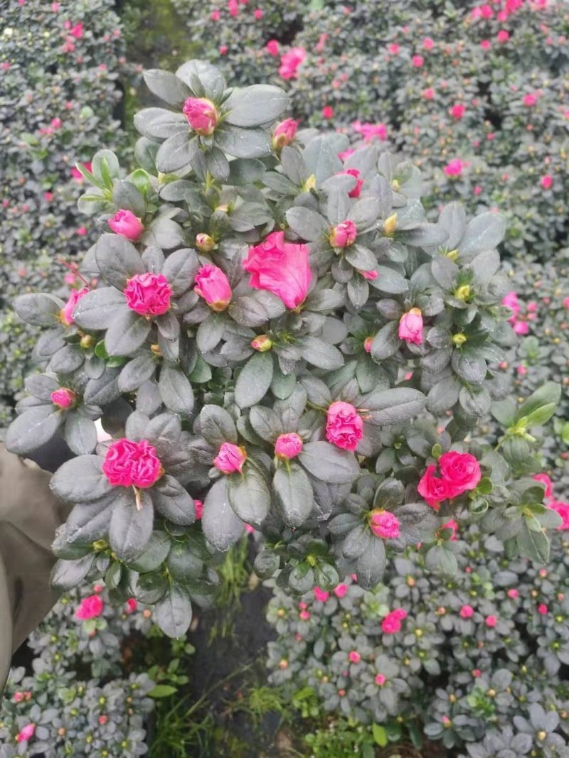 比利时杜鹃花盆栽四季开花不断室内外观花绿植易活