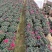 比利时杜鹃花盆栽四季开花不断室内外观花绿植易活