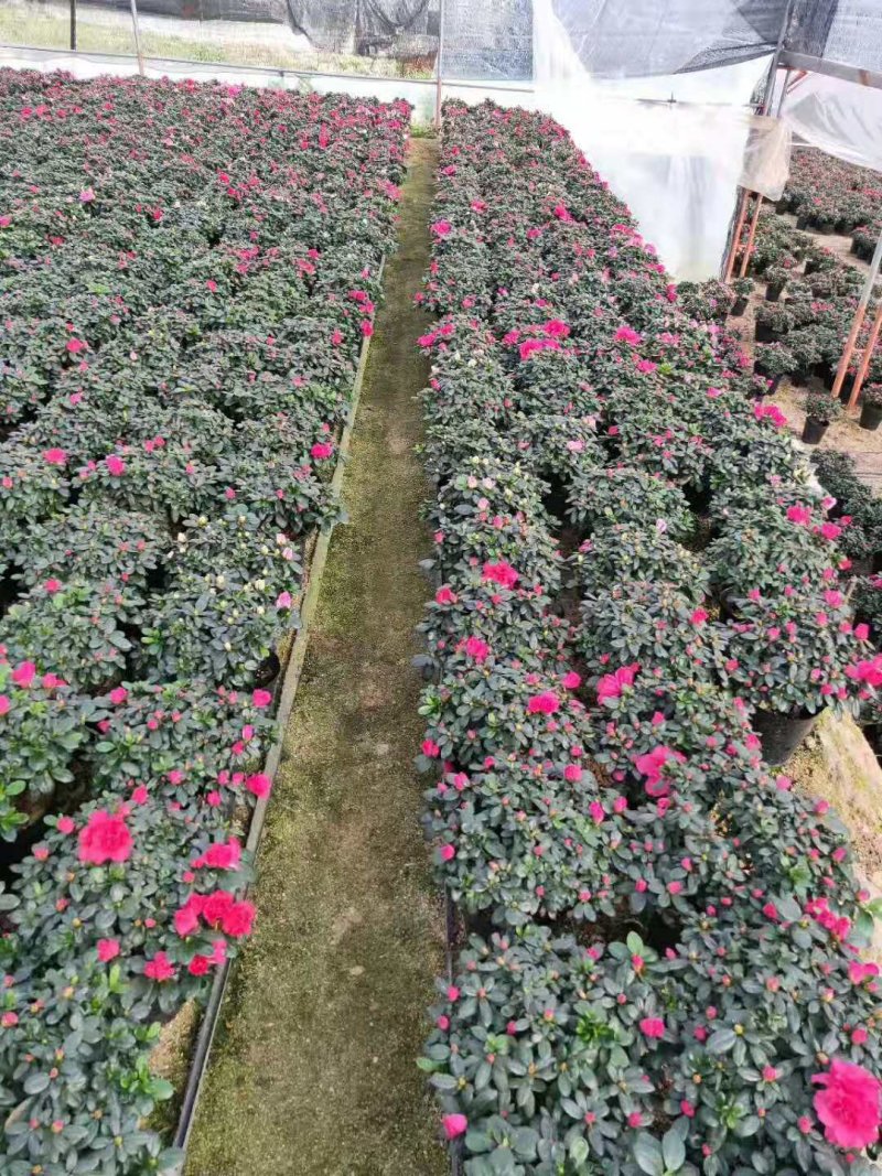 比利时杜鹃花盆栽四季开花不断室内外观花绿植易活