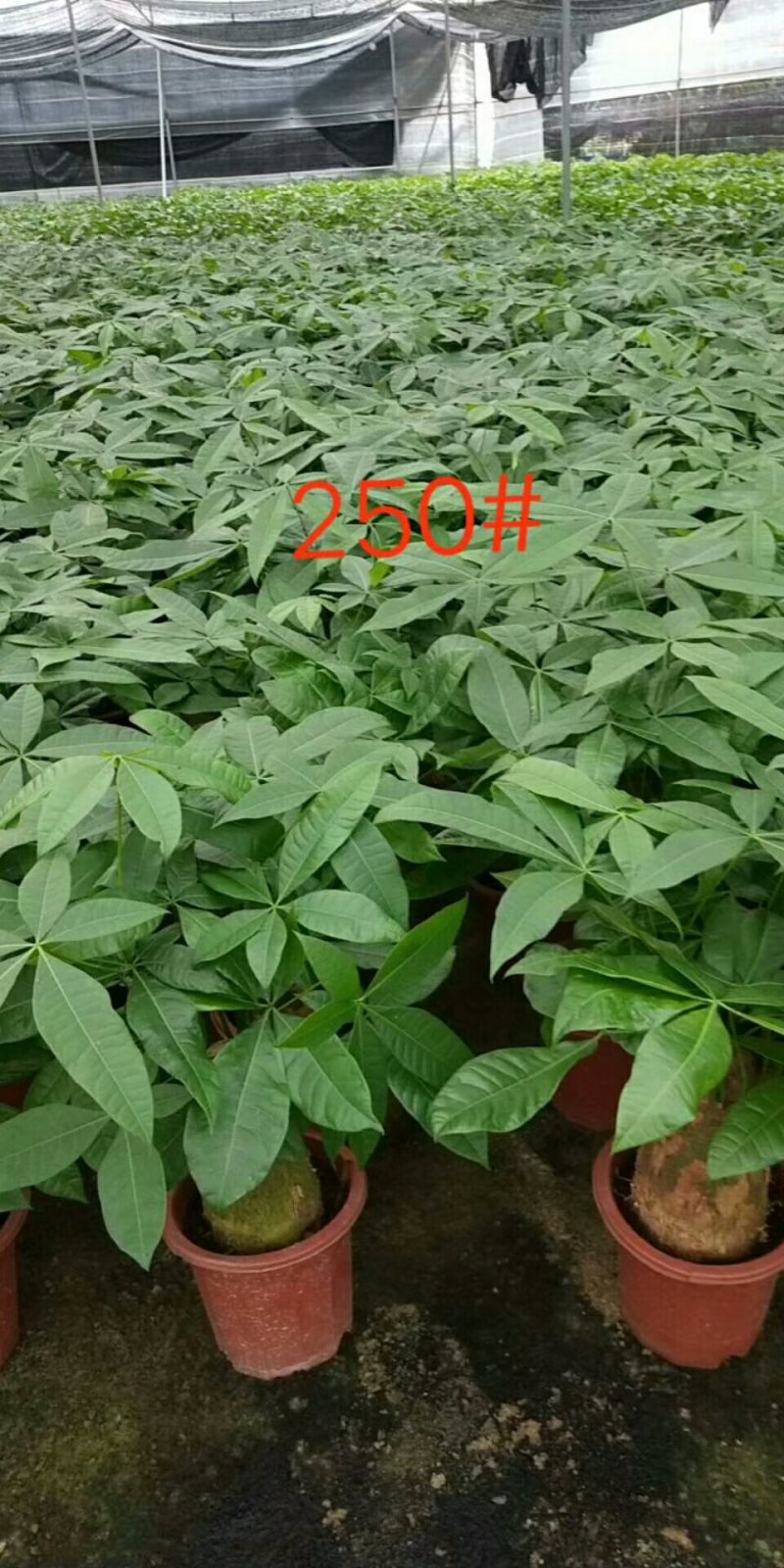 发财树，250#
