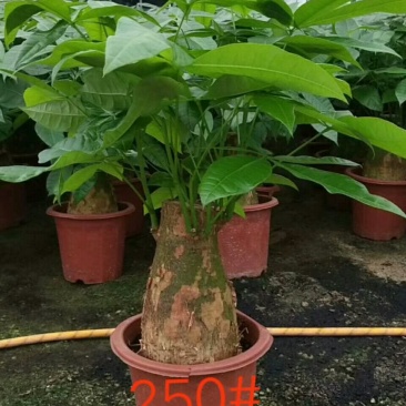 发财树，250#