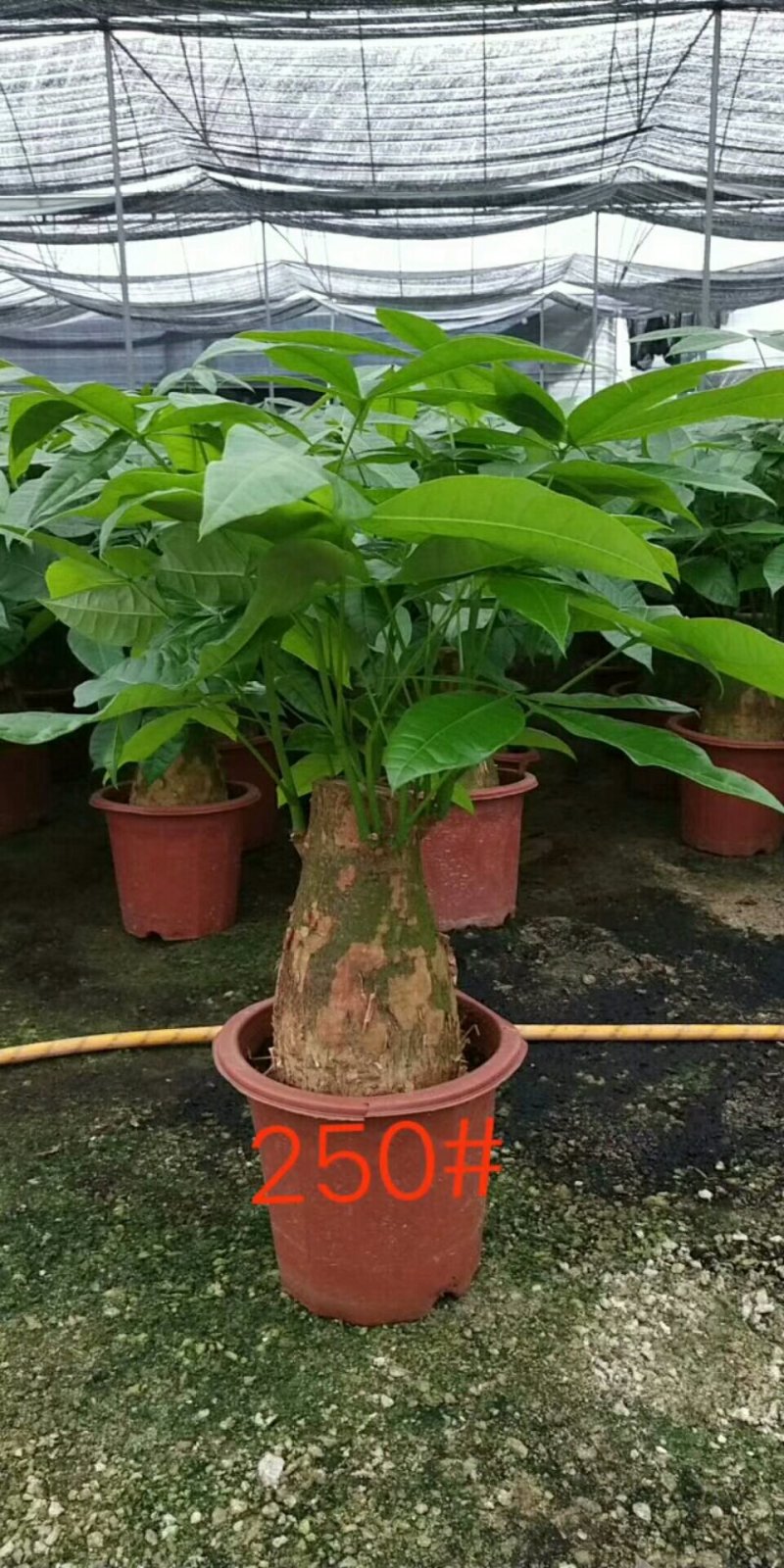 发财树，250#