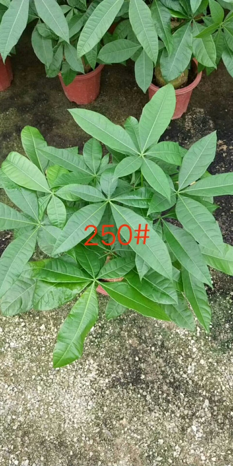 发财树，250#