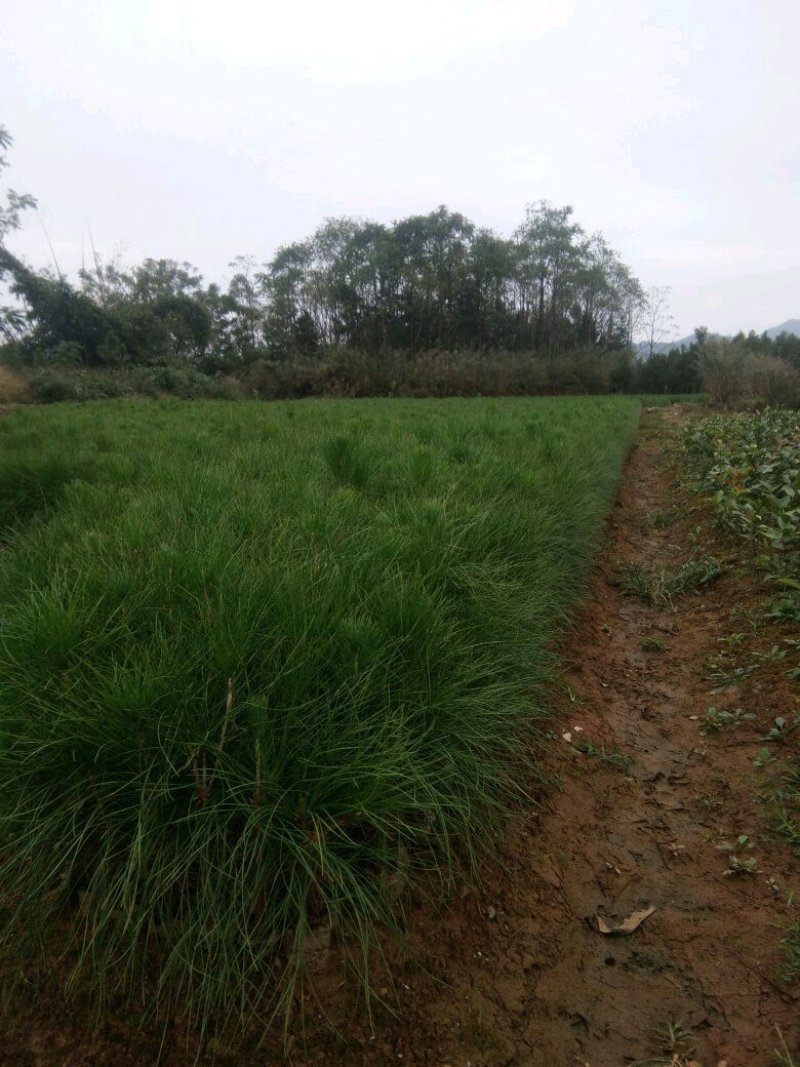 湿地松，湿地松小苗，湿地松杯苗，九江湿地松基地