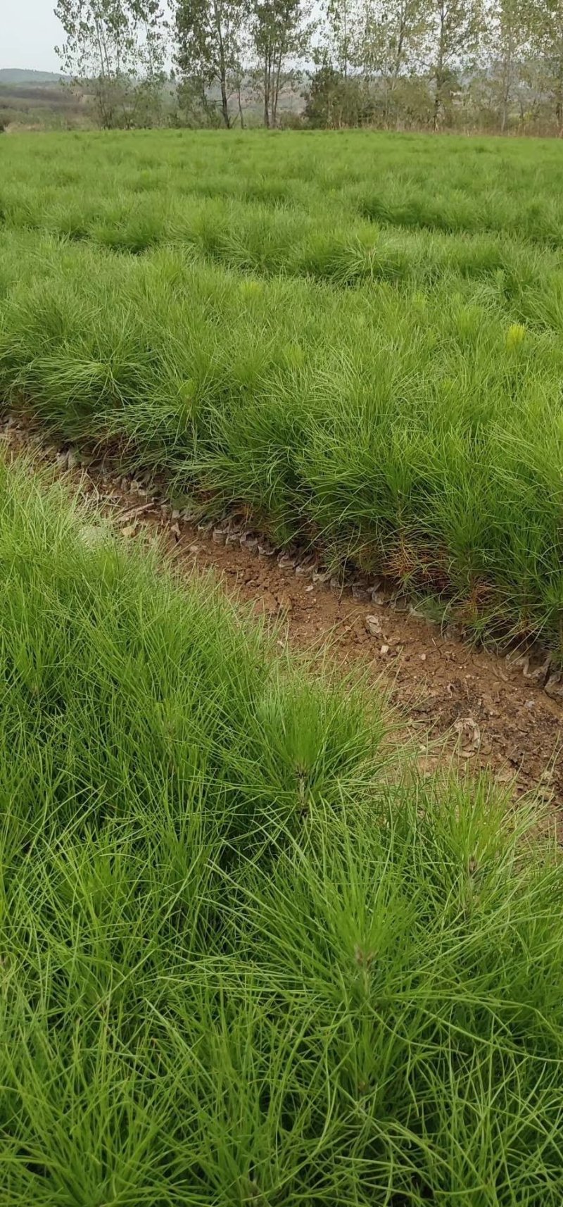 湿地松，湿地松小苗，湿地松杯苗，九江湿地松基地
