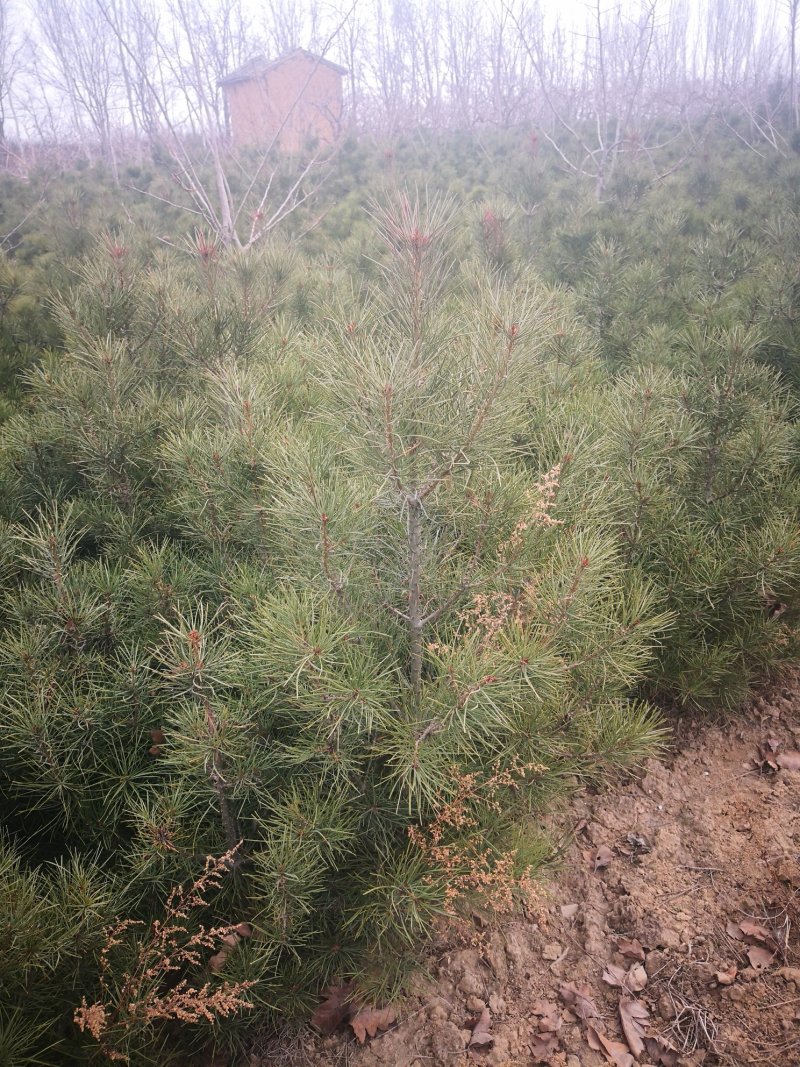 白皮松，各种规格的白皮松，杯苗，定值苗。