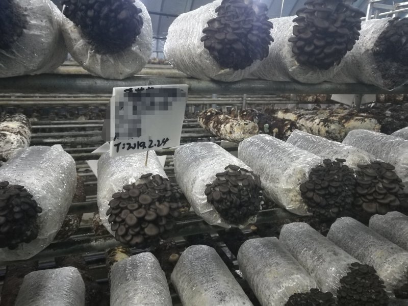 平菇菌种产量高颜色黑