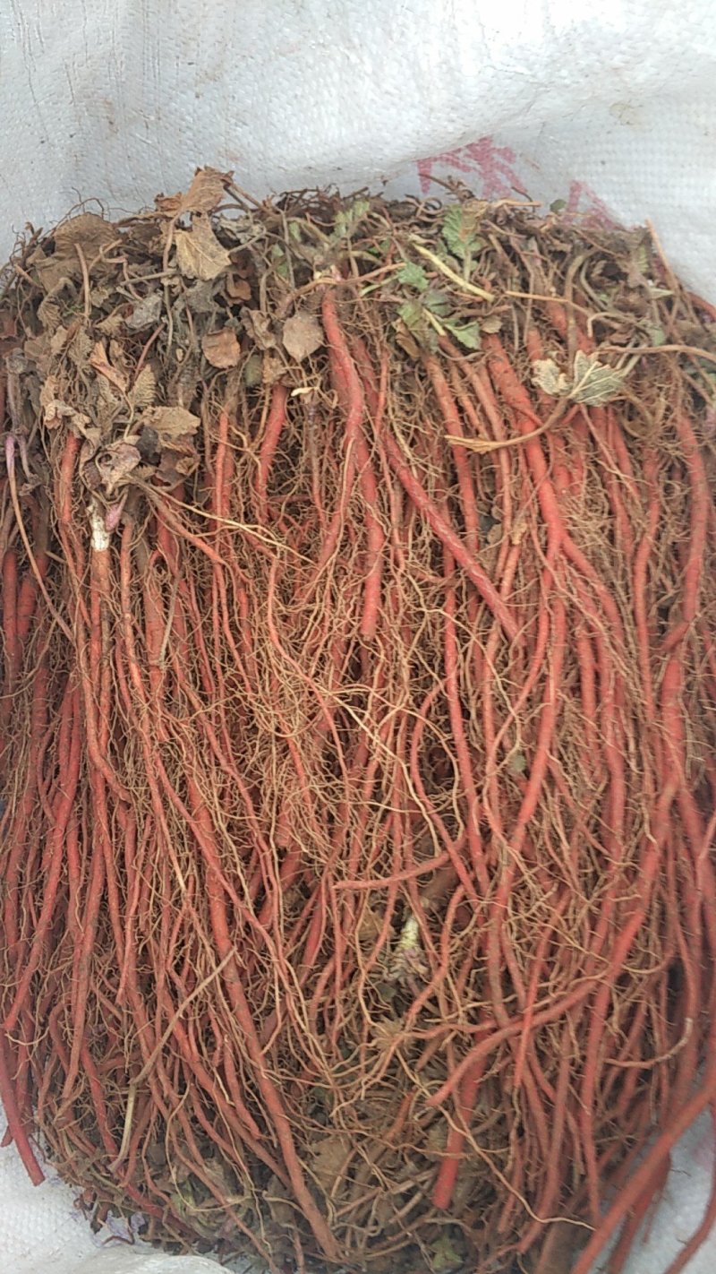 丹参苗