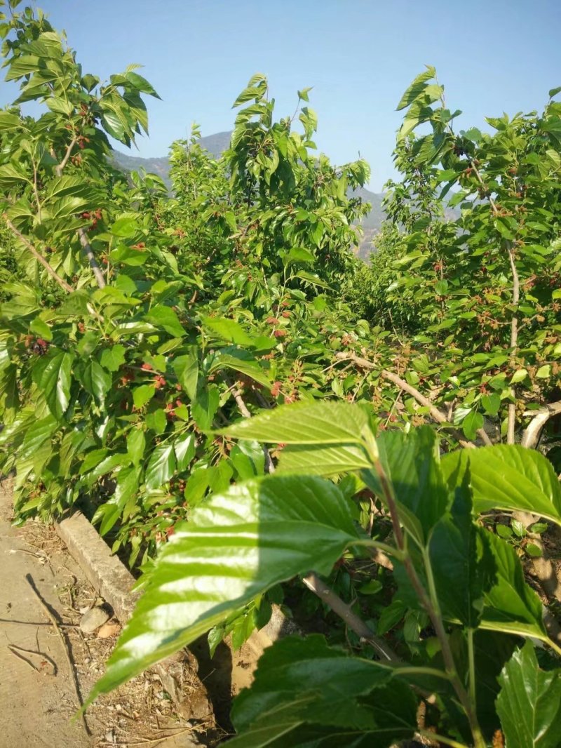 攀枝花花桑葚干，