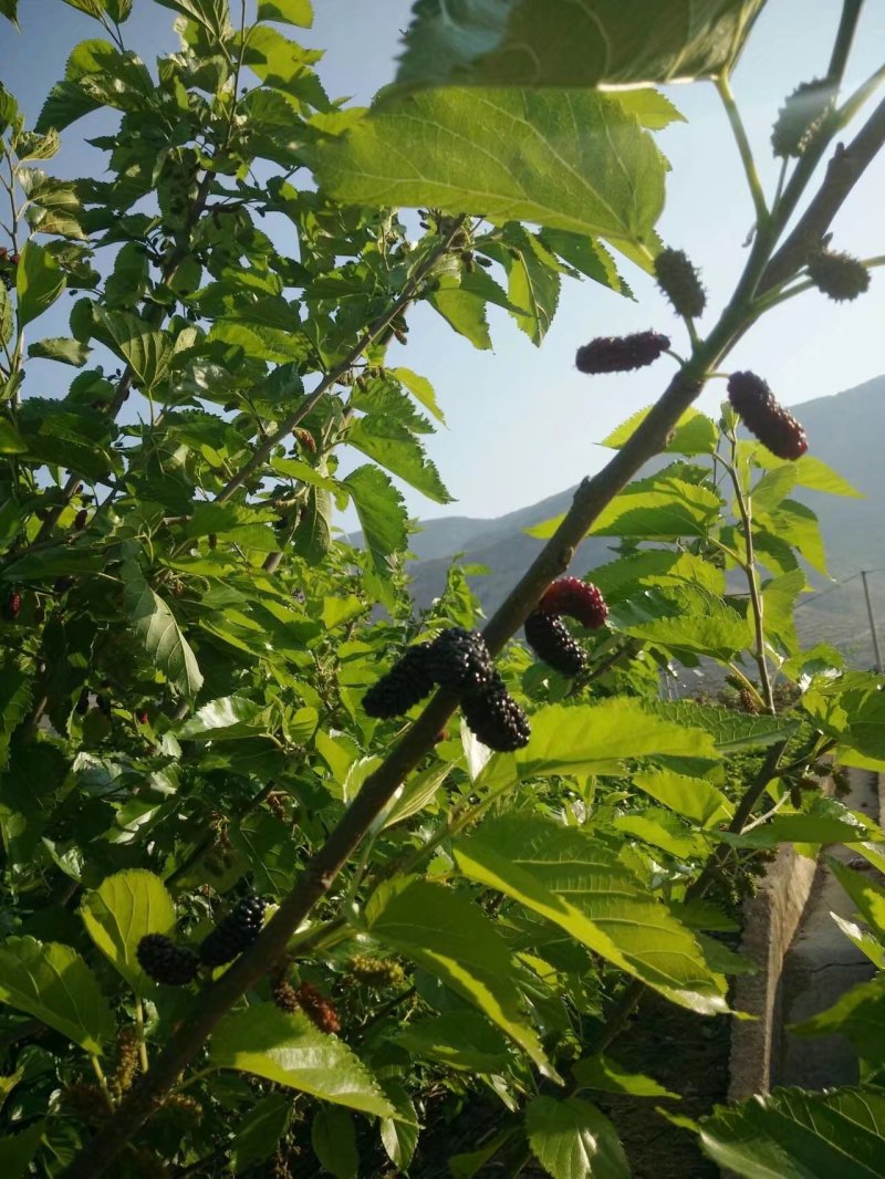 攀枝花花桑葚干，