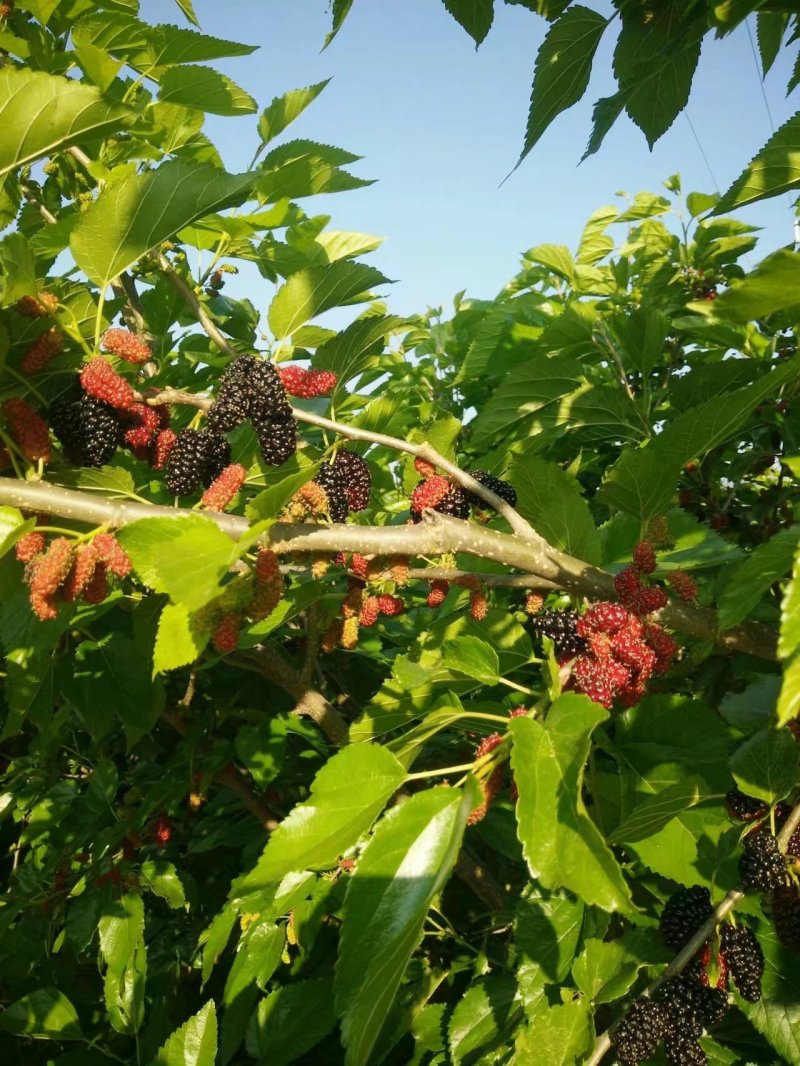 攀枝花花桑葚干，