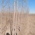原生老白蜡1到七公分量大价低。地头装车上货快