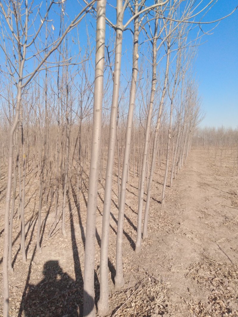 原生老白蜡1到七公分量大价低。地头装车上货快