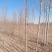 原生老白蜡1到七公分量大价低。地头装车上货快