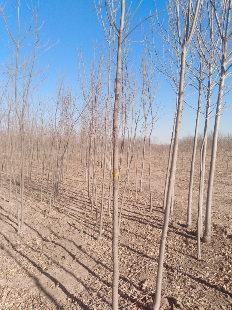 原生老白蜡1到七公分量大价低。地头装车上货快
