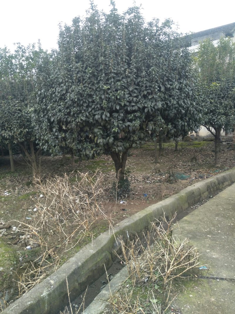 桂花