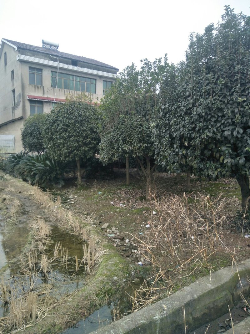 桂花