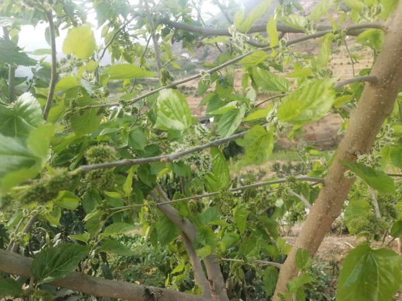 攀枝花桑果