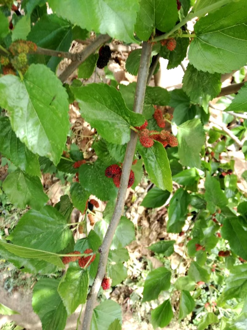 攀枝花桑果