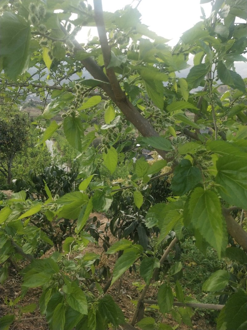 攀枝花桑果