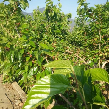 攀枝花桑果