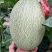 山东哈密瓜西州蜜瓜晓蜜25青花蜜海南25号基地直供