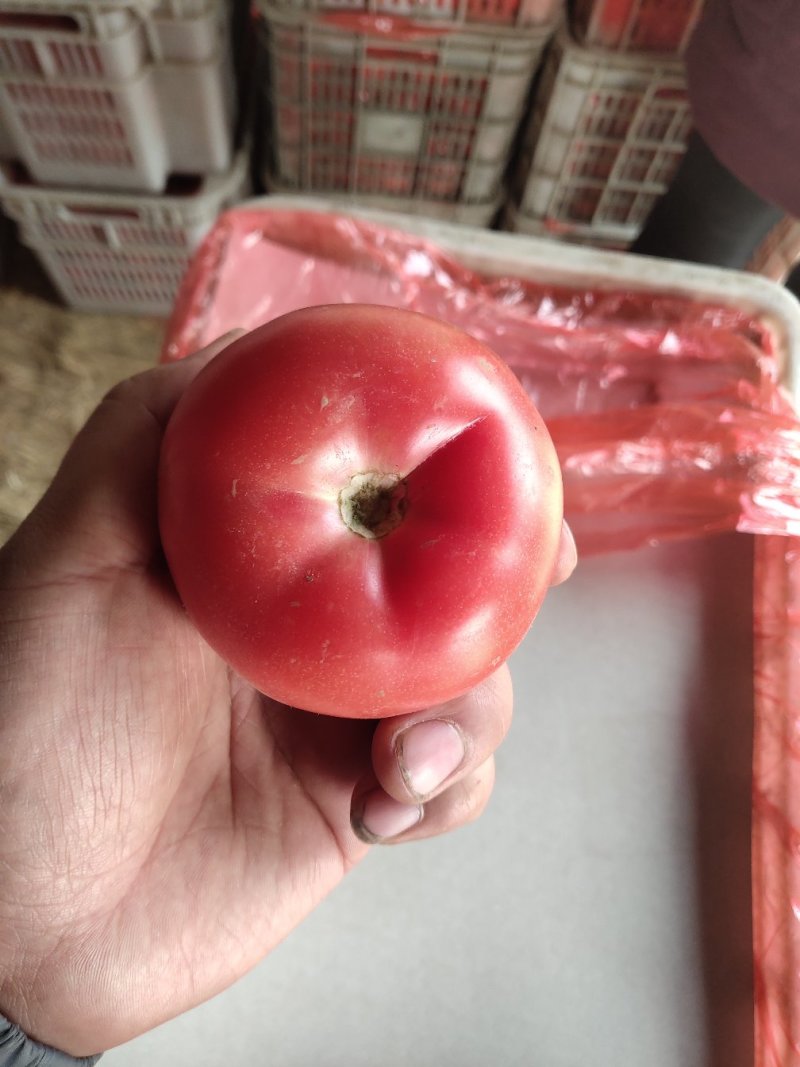 【精选】硬粉西红柿多汁番茄代办代发电商供应量大优惠