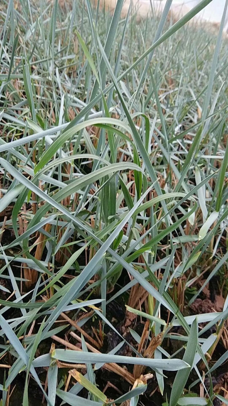 蓝冰麦，基地直销常年销售各种绿化苗木。