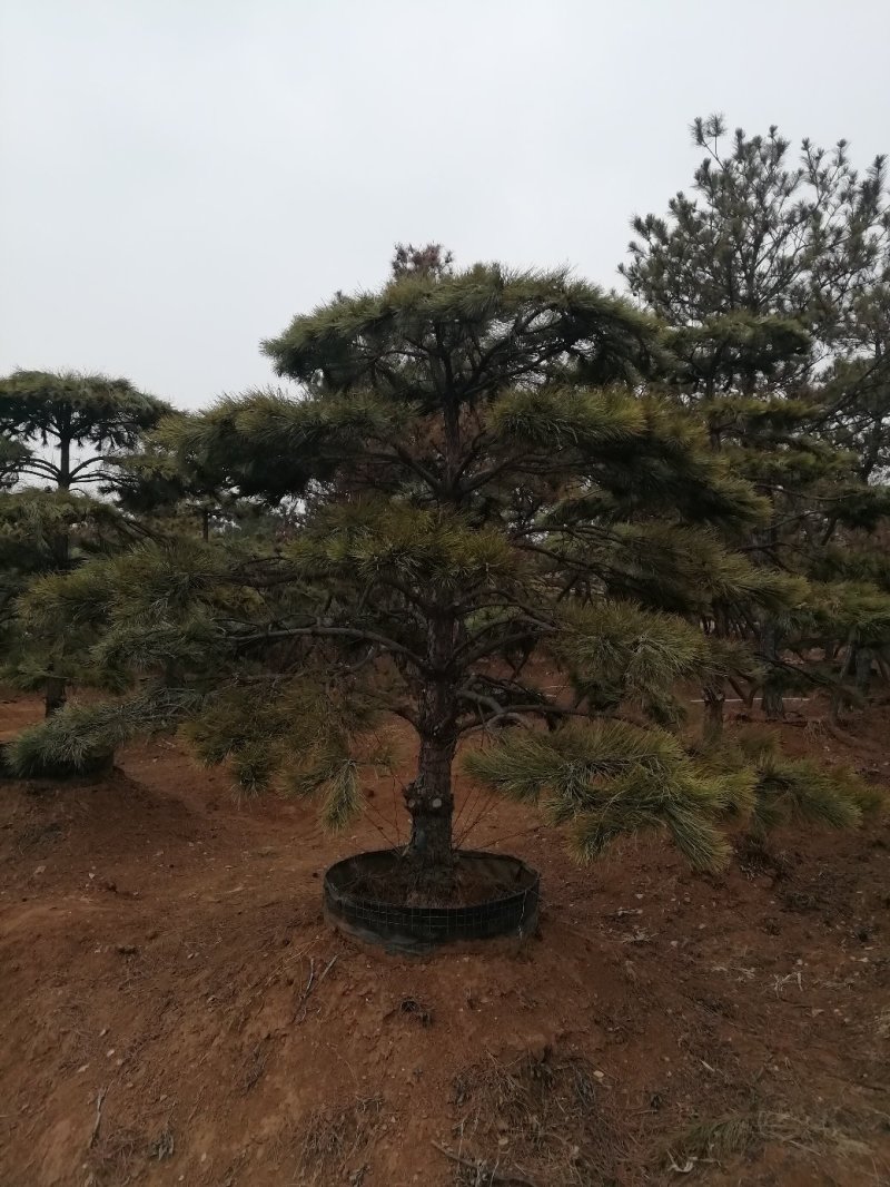 造型松树，造型黑松