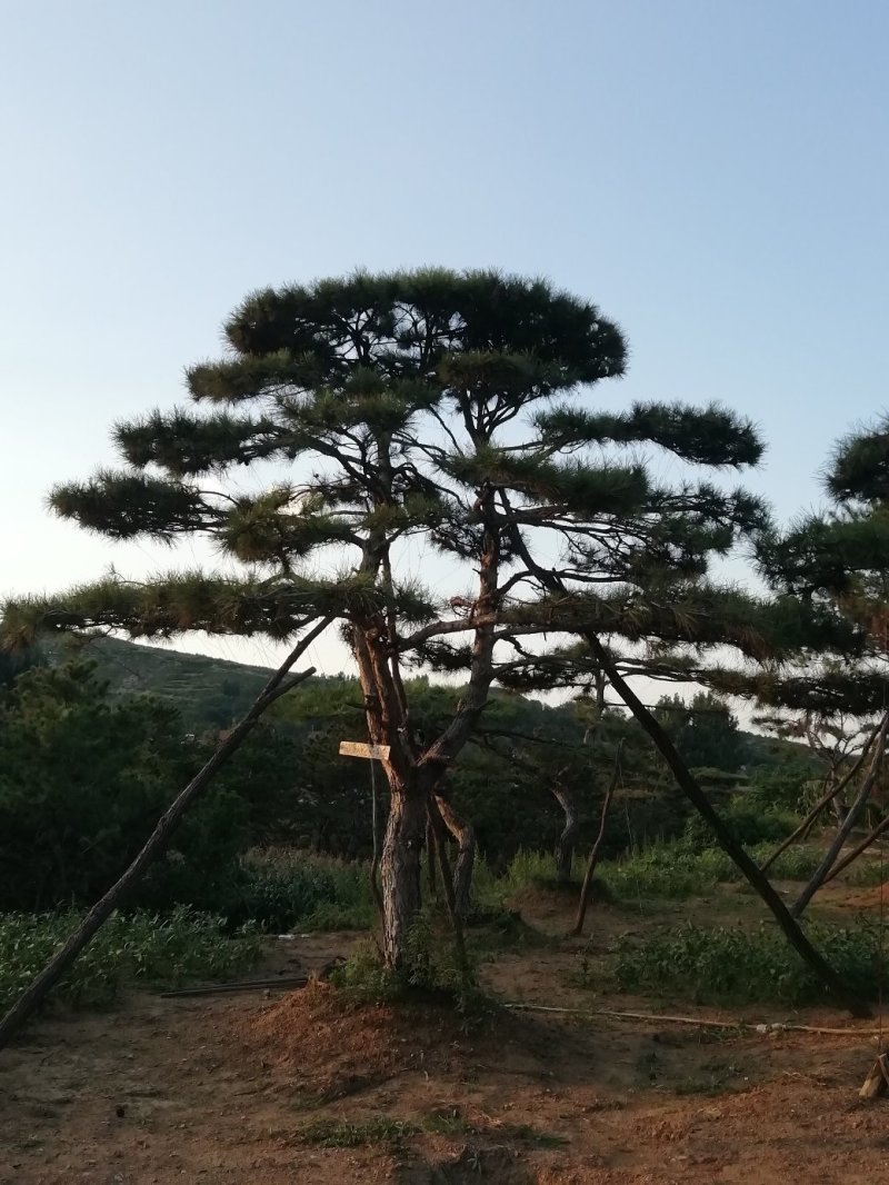 造型松树，造型黑松