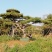造型松树，造型黑松
