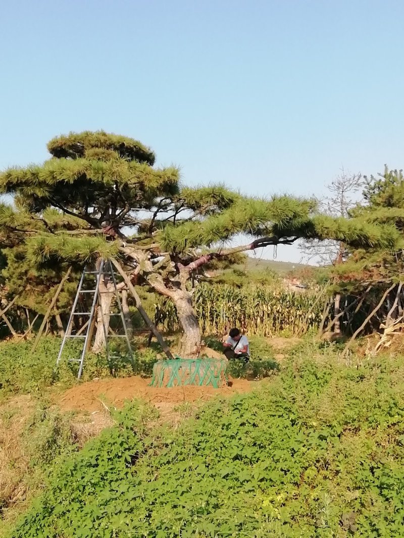 造型松树，造型黑松