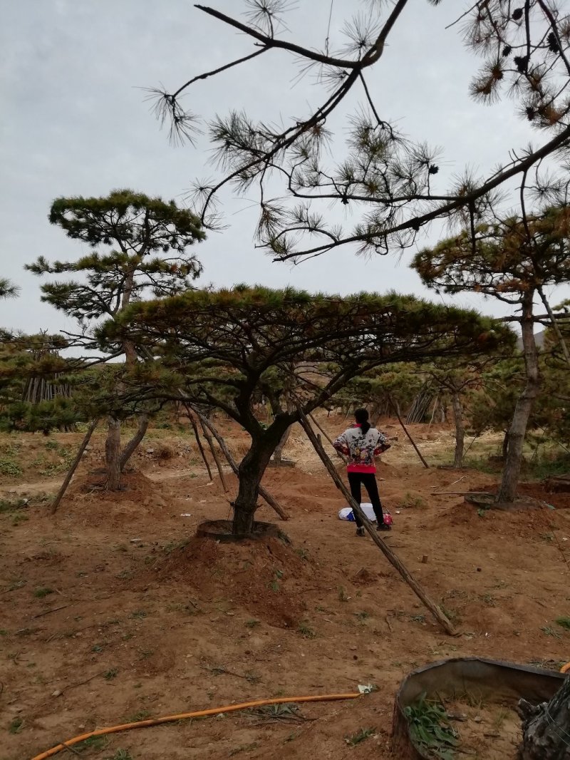 造型松树，造型黑松