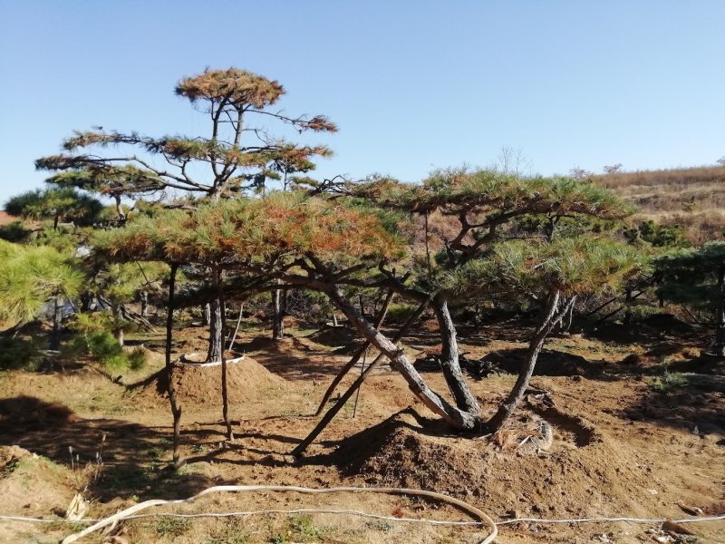 造型松树，造型黑松