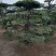 造型松树，造型黑松