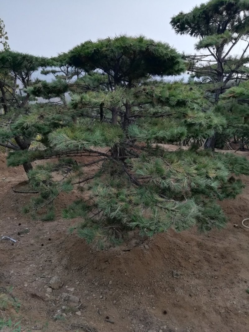 造型松树，造型黑松