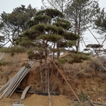 造型松树，造型黑松