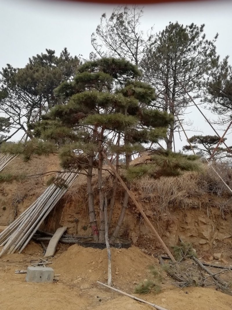 造型松树，造型黑松