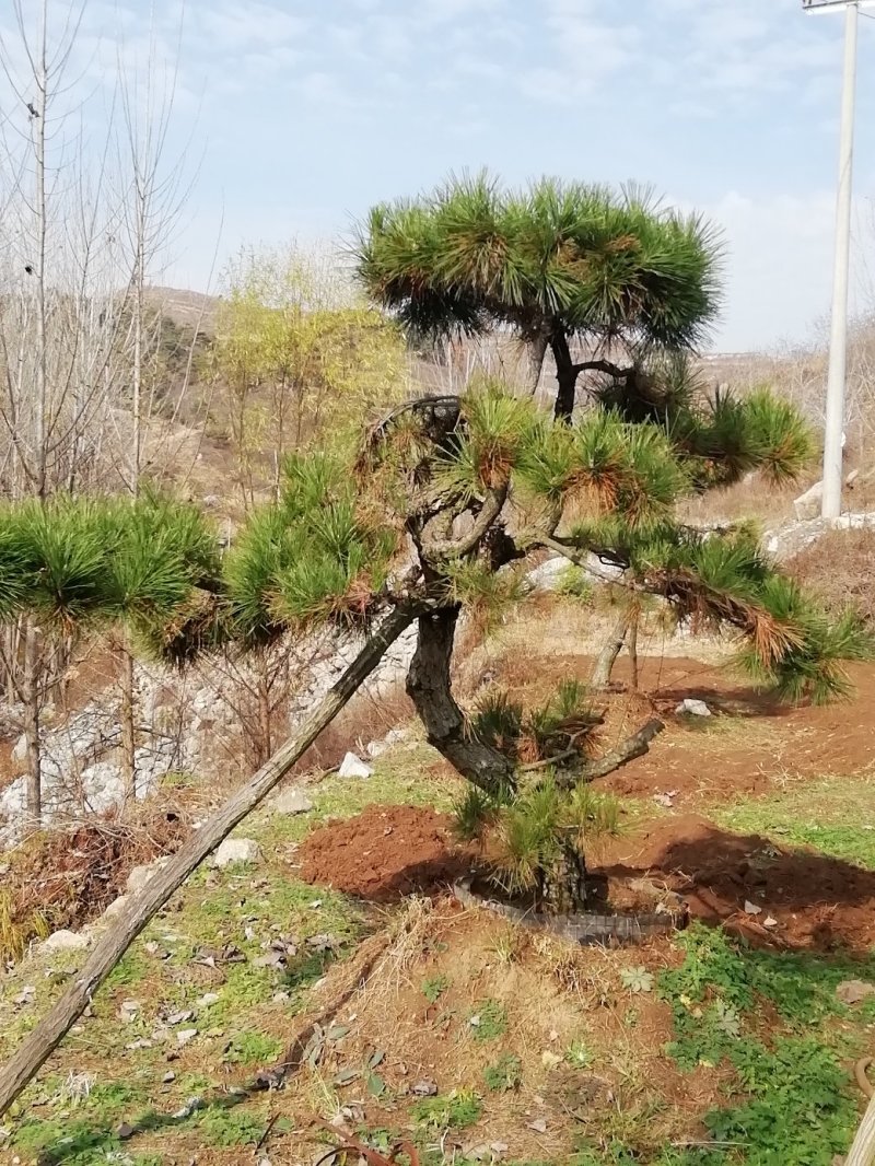 造型松树，造型黑松
