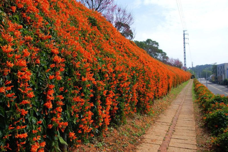 炮仗花