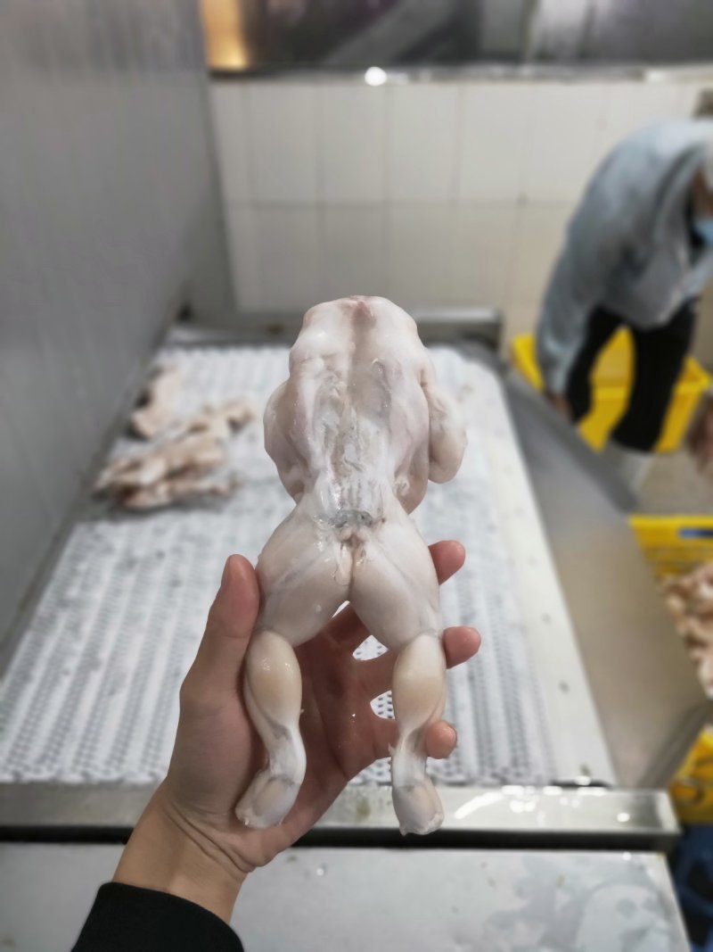 速冻牛蛙