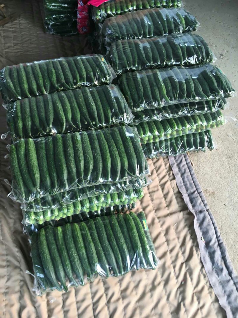 【产地直发】兰陵县黄瓜，优质精品亮条小拱棚黄瓜，顶花带刺