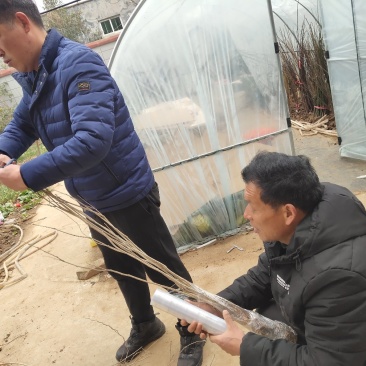 紫藤高度60-80公分包邮！可视频看货选货一亩田线上