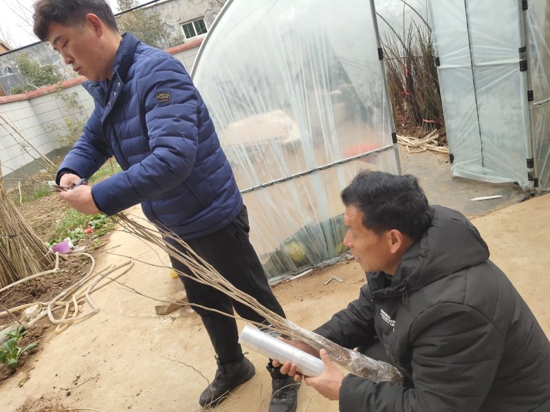 紫藤高度60-80公分包邮！可视频看货选货一亩田线上