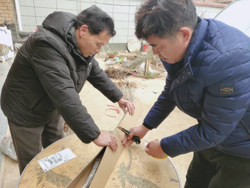 紫藤高度60-80公分包邮！可视频看货选货一亩田线上