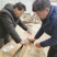 紫藤小苗道路小区别墅绿化用苗可以视频看货选货