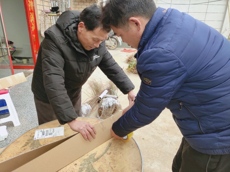 紫藤树苗道路别墅小区绿化用苗可以视频看货选货！
