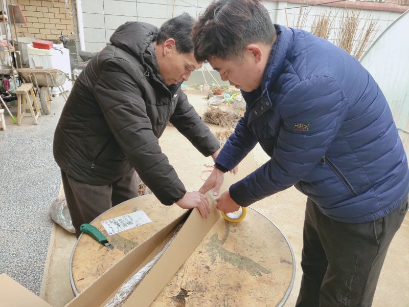 紫藤树苗道路别墅小区绿化用苗可以视频看货选货！