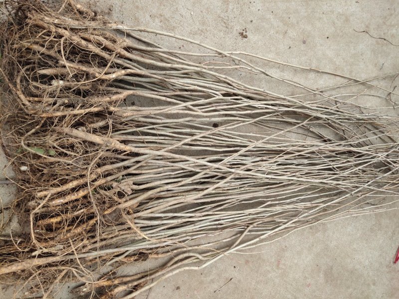 紫藤树苗道路别墅小区绿化用苗可以视频看货选货！